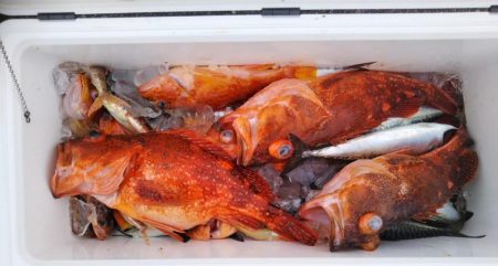 康仁丸・ジギング釣り果